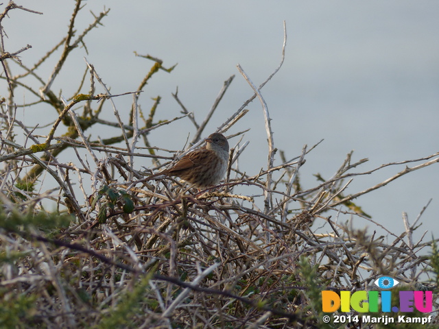 FZ010303 Dunnock (Prunella modularis) on bramble branch